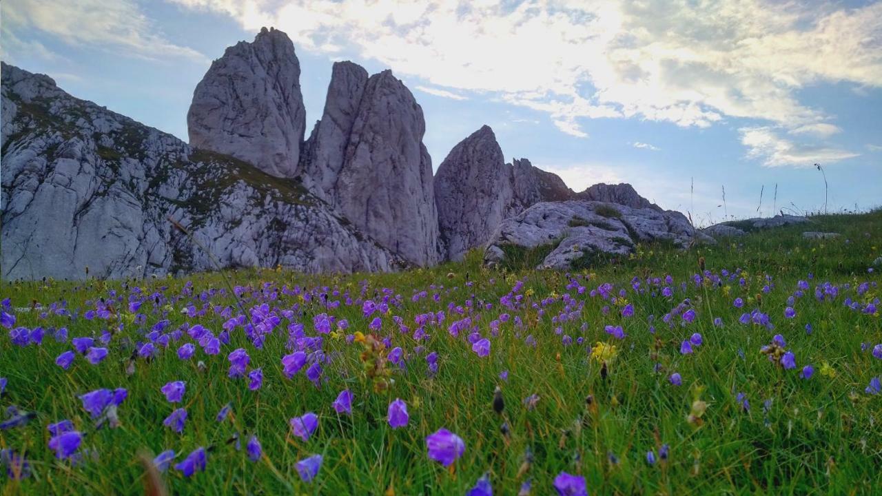 Apartments Durmitor Žabljak Eksteriør billede